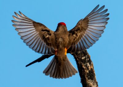 Vermillion Flycatcher